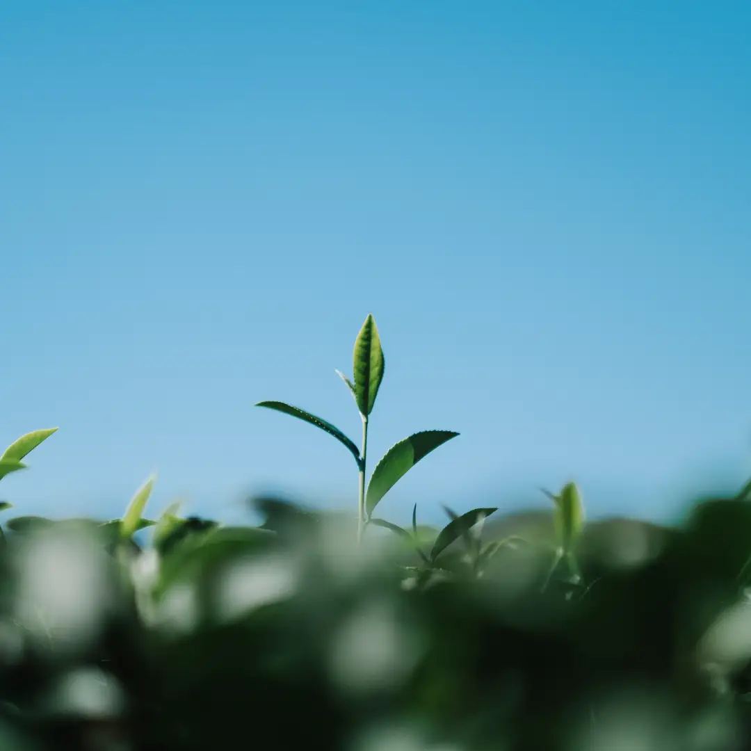 Pioneering Advanced & Eco-Friendly Solutions